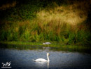 Grey Heron - Czapla Siwa, Swan – Łabędź